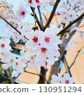 Cherry blossom 130951294