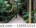 熱帶的寂靜－青島神社的亞熱帶森林 130951314