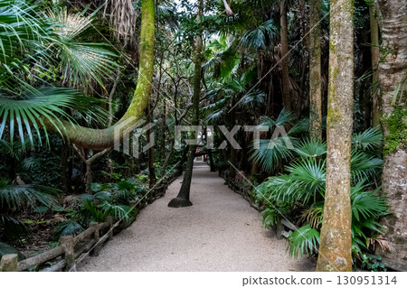 熱帶的寂靜－青島神社的亞熱帶森林 130951314