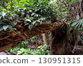 棲息於倒木中的再生－青島森林生活的回憶 130951315