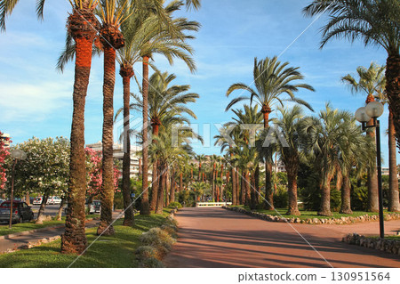Palm trees on the Croisette in Cannes city. Cannes located in the French Riviera. The city is famous for its Film Festival. Palm trees on the Croisette in Cannes city. Cannes located in the French Riviera. The city is famous for its Film Festival. 130951564
