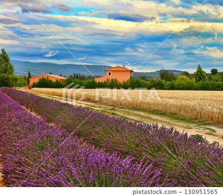 Summer Landscape with Wheat and Lavender field in Provence, southern France 130951565