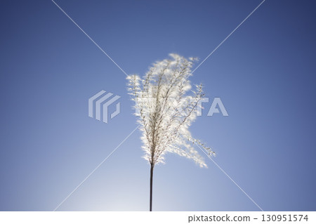 陽光照射下的紫芒 1 130951574