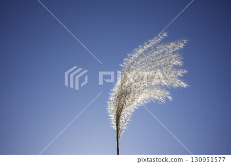 Japanese silver grass 4 illuminated by the sun 130951577