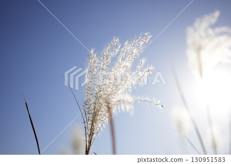 Sunlit silver grass 10 130951583