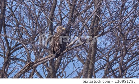 White-tailed eagle White-tailed eagle 130951783