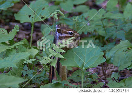 Chipmunk 130951784