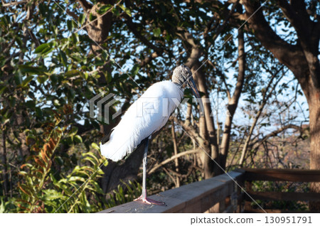 Wood stork perched on the railing of a bridge Wood stork perched on the railing of a bridge 130951791