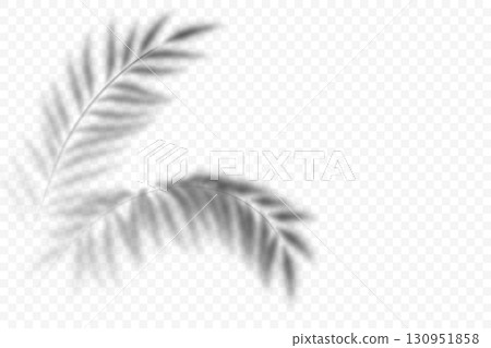 Palm leaves overlay shadow on transparent background. Summer shade of plants. Vector tropical branch silhouette on wall. Realistic blurred foliage illustration. Exotic botanical sunlight reflection. 130951858