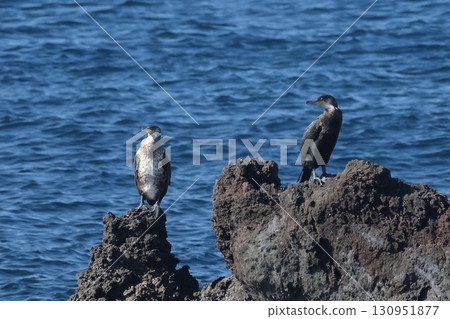 A mother and child cormorant resting on a rock 130951877