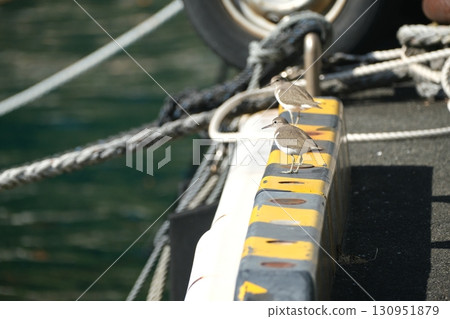 A Common Sandpiper walking on the pier 130951879