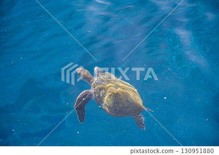 Sea turtles rising to the surface 130951880