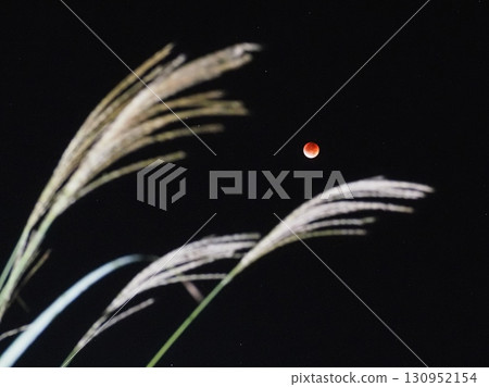 穿過蒲葦的月全食（20250908024010） 130952154