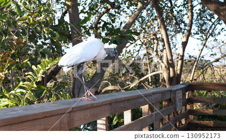 Wood stork perched on the railing of a bridge Wood stork perched on the railing of a bridge 130952173