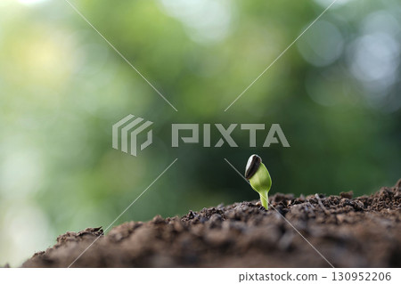 small plant sprout emerging from soil small plant sprout emerging from soil 130952206