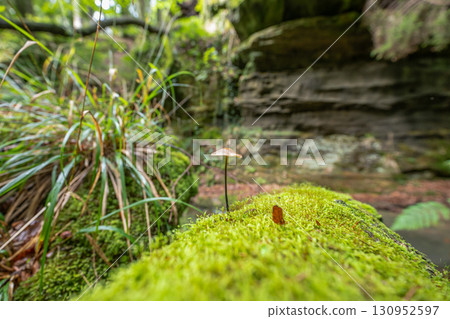 Beautiful green forest Hiking path with Sandstone chalk rock formations in Berdorf Mullerthal Luxembourg 130952597