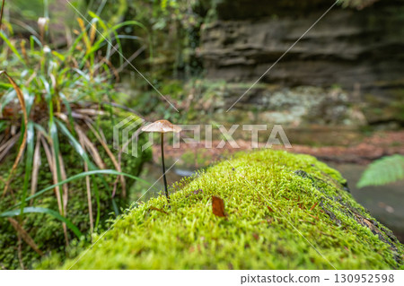 Beautiful green forest Hiking path with Sandstone chalk rock formations in Berdorf Mullerthal Luxembourg 130952598