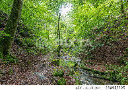 Beautiful green forest Hiking path with Sandstone chalk rock formations in Berdorf Mullerthal Luxembourg 130952605