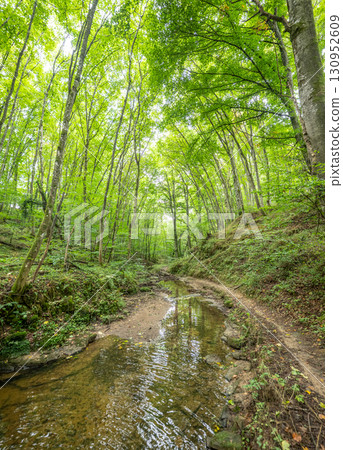 Beautiful green forest Hiking path with Sandstone chalk rock formations in Berdorf Mullerthal Luxembourg Beautiful green forest Hiking path with Sandstone chalk rock formations in Berdorf Mullerthal Luxembourg 130952609