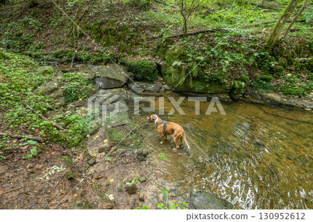 Beautiful green forest Hiking path with Sandstone chalk rock formations in Berdorf Mullerthal Luxembourg 130952612
