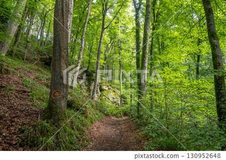 Beautiful green forest Hiking path with Sandstone chalk rock formations in Berdorf Mullerthal Luxembourg 130952648