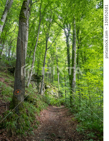 Beautiful green forest Hiking path with Sandstone chalk rock formations in Berdorf Mullerthal Luxembourg 130952681