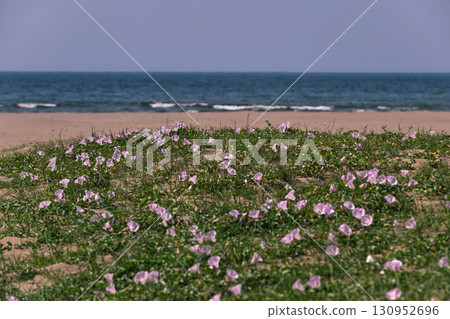 內灘海岸,海灘旋花盛開 內灘海岸,海灘旋花盛開 130952696