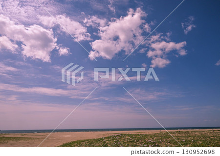 內灘海岸，海灘旋花盛開 130952698