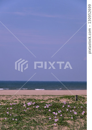 內灘海岸,海灘旋花盛開 內灘海岸,海灘旋花盛開 130952699