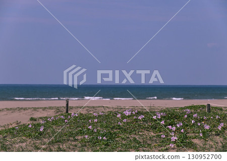內灘海岸,海灘旋花盛開 內灘海岸,海灘旋花盛開 130952700