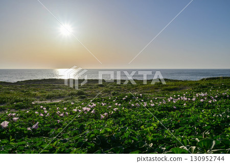 Evening view of Uchinada Coast with beach bindweed blooming 130952744