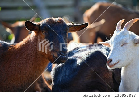 Beautiful goats on the farm. Concept for animals and agriculture. Beautiful goats on the farm. Concept for animals and agriculture. 130952888
