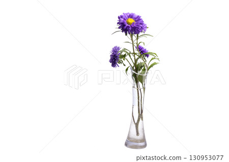Aster Flower after the Rain Isolated on White Aster Flower after the Rain Isolated on White 130953077