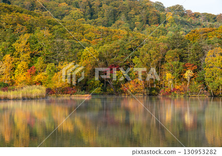 Autumn leaves at Lake Onuma in Hachimantai, morning, Akita Prefecture Autumn leaves at Lake Onuma in Hachimantai, morning, Akita Prefecture 130953282
