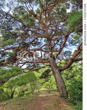 長野縣上田市真田氏本城遺址本城附近的一棵松樹 130953386