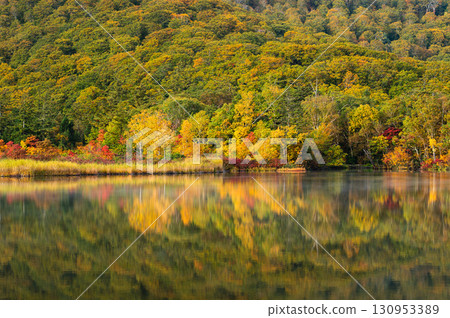 秋田縣大沼湖的秋天清晨,八幡平的美景 秋田縣大沼湖的秋天清晨,八幡平的美景 130953389