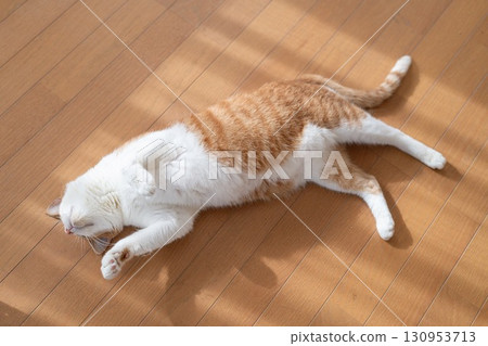 一隻可愛的貓躺著放鬆 — — 棕色虎斑和白色 130953713