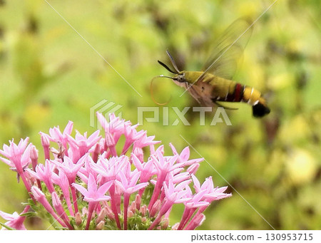 Pentas and Hawk Moths Pentas and Hawk Moths 130953715