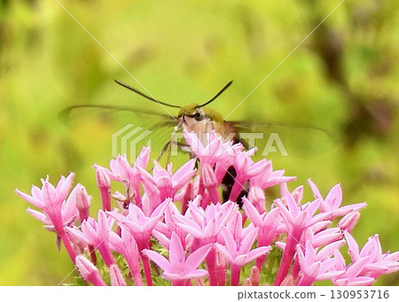 Pentas and Hawk Moths Pentas and Hawk Moths 130953716