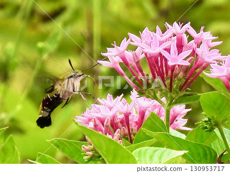 Pentas and Hawk Moths Pentas and Hawk Moths 130953717