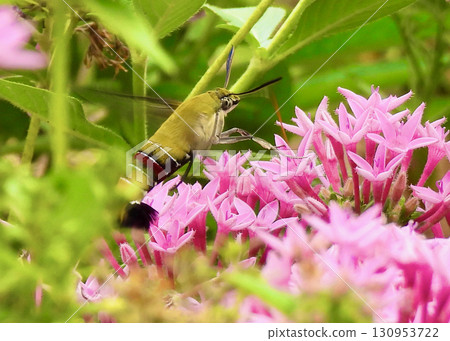 Pentas and Hawk Moths 130953722