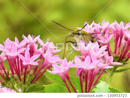 Pentas and Hawk Moths 130953723