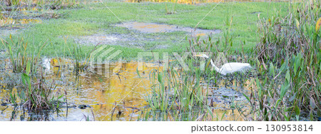 A white great egret appears at the water's edge A white great egret appears at the water's edge 130953814