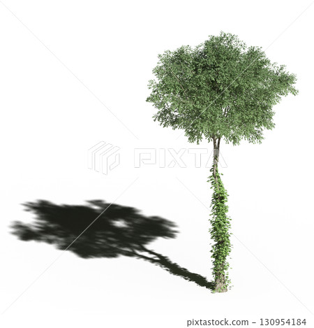 large tree with a shadow under it, isolated on a transparent background, 3D illustration, cg render large tree with a shadow under it, isolated on a transparent background, 3D illustration, cg render 130954184