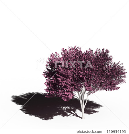 large tree with a shadow under it, isolated on a transparent background, 3D illustration, cg render 130954193