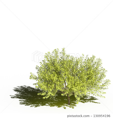 large tree with a shadow under it, isolated on a transparent background, 3D illustration, cg render large tree with a shadow under it, isolated on a transparent background, 3D illustration, cg render 130954196