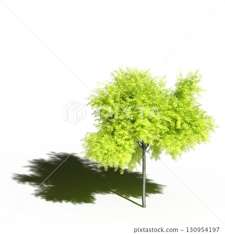 large tree with a shadow under it, isolated on a transparent background, 3D illustration, cg render 130954197