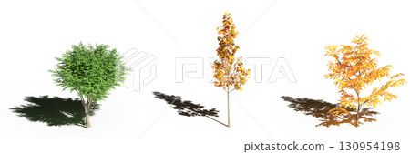 large tree with a shadow under it, isolated on a transparent background, 3D illustration, cg render large tree with a shadow under it, isolated on a transparent background, 3D illustration, cg render 130954198