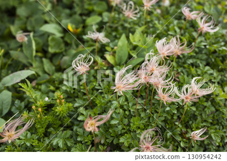 Alpine plant Aleutiana 130954242