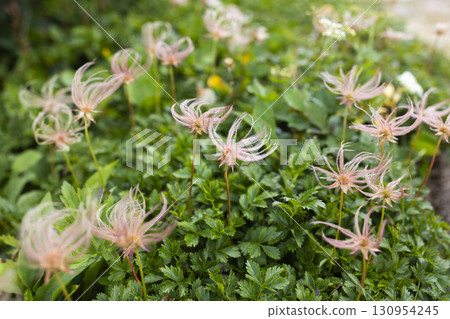 高山植物阿留申群島 高山植物阿留申群島 130954245